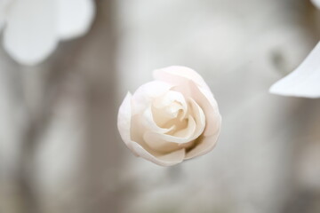 Wall Mural - White magnolia bud that looks like candy.