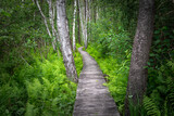 Fototapeta  - turystyczna drewniana kładka biegnąca przez brzozowy las bagienny na Polesiu