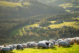 Fototapeta  - stado owiec na górskiej hali w górach Beskidach