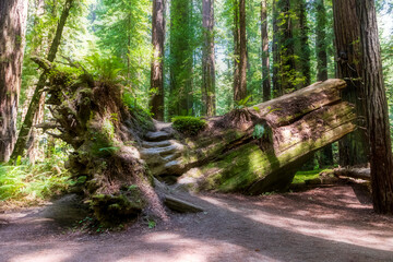 massive and towering redwood trees in the Avenue of the Giants in northern California