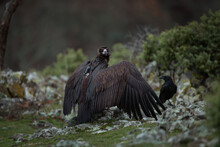 Reintroducing Cinereous Vulture In Rhodope Mountains. Black Vulture On The Top Of Bulgaria Mountains. Ornithology During Winter Time. 