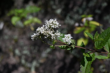 Canvas Print - Boneset (Eupatorium makinoi) flowers. Asteraceae perennial plants. White cylindrical small flowers bloom in clusters from August to October.