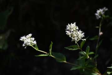 Poster - Boneset (Eupatorium makinoi) flowers. Asteraceae perennial plants. White cylindrical small flowers bloom in clusters from August to October.