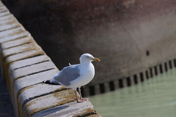 Sticker - seagull on post