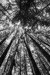 black and white Rotorua Forest also known as the redwoods