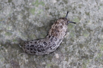 Wall Mural - Macro closeup of a mantle slug