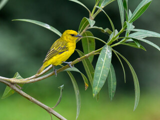 Wall Mural - Slender-billed Weaver sitting on tree branch  