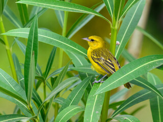 Wall Mural - Slender-billed Weaver sitting on tree branch  