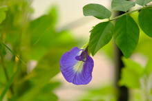 Blue Pea, Darwin Pea, Aparajita,  Asian Pigeonwings Or Clitoria Ternatea Aka Butterfly Pea Flower, Isolated In The Garden