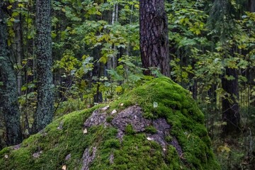 Wall Mural - moss covered rocks