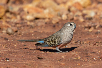 Wall Mural - Australian Bourke's Parrot on the ground