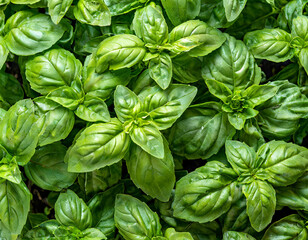 Full frame macro texture background of sweet basil (ocimum basilicum) plant foliage