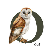 Capital Letter O With Owl Bird. Watercolor Illustration. Forest Animal ABC Alphabet Element. Wildlife Animal Alphabet Letter O Decorated With Barn Owl. Isolated On White Background