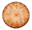 Cross section of a big tree isolated on transparent background