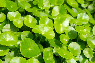 Fresh green nature herb leaves of centella asiatica (gotu kola)