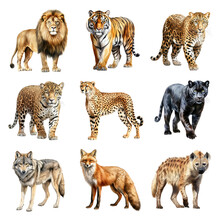 Watercolor Predator Animal Elements Set. Set Of Clipart Predator Animals. Lion, Tiger, Jaguar, Wolf, Panther, Cheetah, Leopard, Hyena, Fox