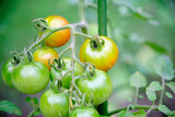 Fototapeta Kuchnia - 実り始めるトマト