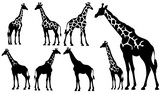 Fototapeta  - Set of vector giraffes silhouettes