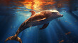 Dolphin free swim underwater