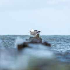 Wall Mural - Two seagulls sitting on a groyne on the Baltic Sea