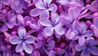 Macro image of spring lilac violet flowers