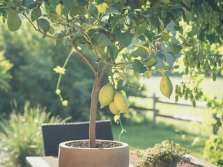 ripe fresh lemons hanging on a lemon tree branch in sunny garden