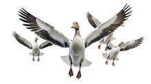 Flock Of Geese In V-Formation Isolated On Transparent Or White Background, PNG