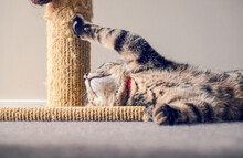 Sleepy Tabby Cat Reaching Out And Touching A Scratching Post With Minimal Effort.
