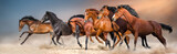 Fototapeta  - Horse herd run in dust