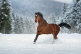 Fototapeta Konie - Horse run in mountain