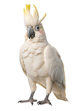 Cockatoo In Front Of A White Background