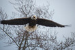 bald eagle flying with wings spread and mouth open