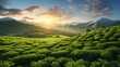 Sunrise at a green tea plantation with a natural backdrop