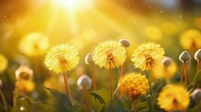 Soft Focused Macro Image Of Vibrant Yellow Dandelion Flowers In Sunny Meadows During Warm Seasons Showcasing The Dreamy Artistic Beauty Of Nature