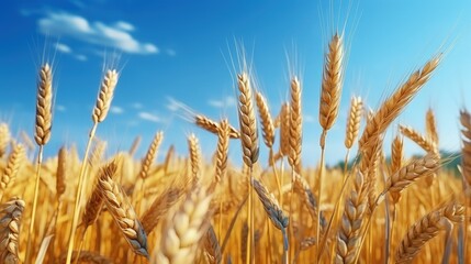 Poster - Wheat field symbolizes Ukraine representing the independence and grain export