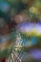 Intentional thin slice of focus image of spider web, attractive spherical aberration made by macro lens