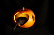 Gerbil eating pumpkin for Halloween , black background