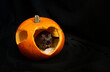 Cute black gerbil peeking out of barbed pumpkin for Halloween, black background, template