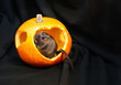 Fun Halloween cute gerbil nibbling pumpkin for editorial, blogs, invitations