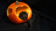 Back of gerbil looking inside Halloween pumpkin Jack'0 lantern, black background 