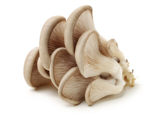 Wall Mural - oyster mushroom on white background