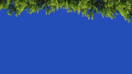 Thuja branch on a blue screen in a garden on a farm. singing birds.