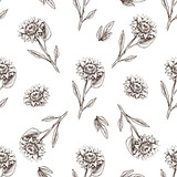 Fototapeta Kwiaty - Seamless pattern of hand drawn sunflower. Monochrome flower doodle. Black and white vintage element. Vector sketch. Detailed retro style.