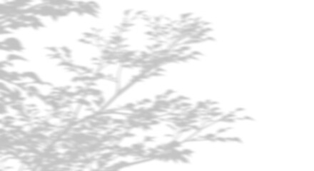 Wall Mural - isolated realistic shadow tropics trees branches leaves movement 3d rendering png