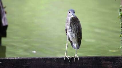 nature wildlife footage of black-crowned night heron on a park.