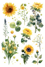 Sunflower Set  Watercolor Clipart Cute Isolated On White Background