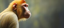 Adorable Primates From Borneo Malaysia With Large Noses Are Known As Proboscis Monkeys