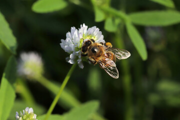 Poster - Honey Bee collects pollen from white flower