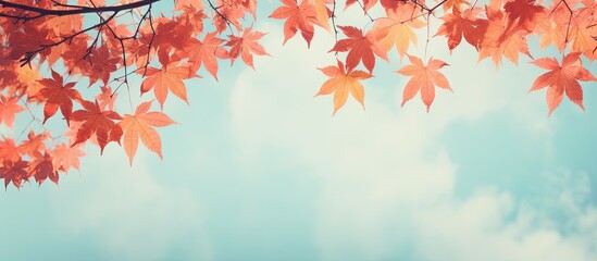 Wall Mural - Autumn park with colorful foliage and vintage colored leaves on sky background