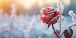  Rose flowers covered snow with blurry bokeh, Frozen beauty a single rose stands out in an icy close up field Generative Ai